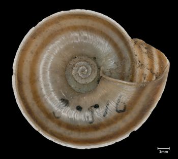 Media type: image;   Malacology 73674 Aspect: basal